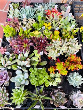 多肉植物入荷｜「ポピー」　（京都府八幡市の花キューピット加盟店 花屋）のブログ