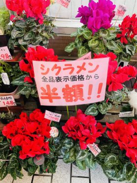 昨日の鉢物仕入れ（シクラメン半額・クリスマスローズ・ネモフィラ・他）｜「ポピー」　（京都府八幡市の花キューピット加盟店 花屋）のブログ