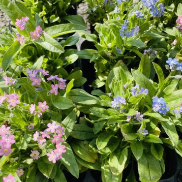 昨日の鉢物仕入れ(忘れな草・エリカ・沈丁花・他)｜「ポピー」　（京都府八幡市の花キューピット加盟店 花屋）のブログ