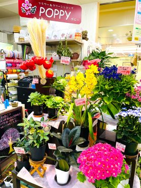 2/24(土)~3/15(金)ファミレやわた店でキャンペーン｜「ポピー」　（京都府八幡市の花キューピット加盟店 花屋）のブログ