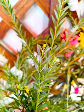 アカシアに花芽が付いてきました。｜「ポピー」　（京都府八幡市の花キューピット加盟店 花屋）のブログ
