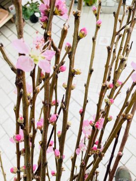 花桃｜「ポピー」　（京都府八幡市の花キューピット加盟店 花屋）のブログ
