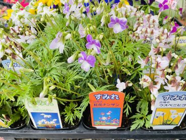 鉢苗物入荷情報（日本すみれ・多肉植物火祭り他）｜「ポピー」　（京都府八幡市の花キューピット加盟店 花屋）のブログ