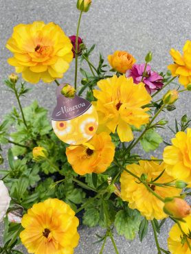 昨日の鉢苗物（ラナンキュラスラックス・アジサイ他）｜「ポピー」　（京都府八幡市の花キューピット加盟店 花屋）のブログ