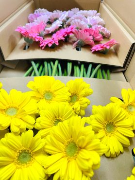 ガーベラ高騰中｜「ポピー」　（京都府八幡市の花キューピット加盟店 花屋）のブログ