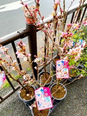 昨日の鉢物仕入れ＆スタッフ募集中です。｜「ポピー」　（京都府八幡市の花キューピット加盟店 花屋）のブログ