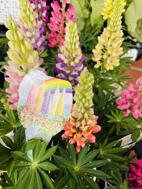 昨日の鉢物仕入れ（ルピナス・マリーゴールド他）｜「ポピー」　（京都府八幡市の花キューピット加盟店 花屋）のブログ