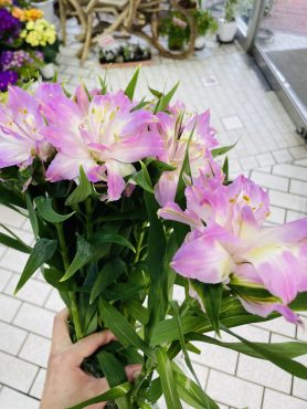 アルストロノバ（1輪大輪アルストロメリア）｜「ポピー」　（京都府八幡市の花キューピット加盟店 花屋）のブログ