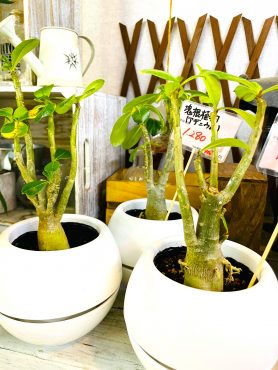 昨日の鉢物仕入れ（塊根植物・野菜・夏の花苗）｜「ポピー」　（京都府八幡市の花キューピット加盟店 花屋）のブログ