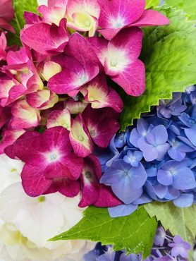6月のアジサイのお守り（金運アップ・女性の病気守り）｜「ポピー」　（京都府八幡市の花キューピット加盟店 花屋）のブログ