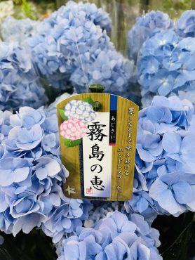 昨日の鉢物仕入れ（アジサイ・シモツケ・小輪日々草・アサガオ他）｜「ポピー」　（京都府八幡市の花キューピット加盟店 花屋）のブログ