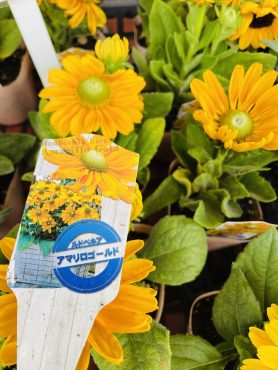 昨日の鉢物仕入れ（ルドベキア・ハイビスカス・マンデヴィラ他）｜「ポピー」　（京都府八幡市の花キューピット加盟店 花屋）のブログ