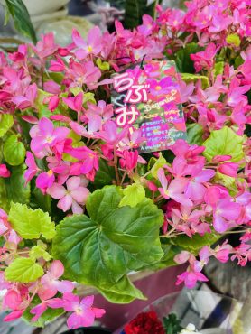 昨日の鉢苗物（ラブミーベゴニア・スプレー菊・段菊・キキョウ（ピンク）他｜「ポピー」　（京都府八幡市の花キューピット加盟店 花屋）のブログ