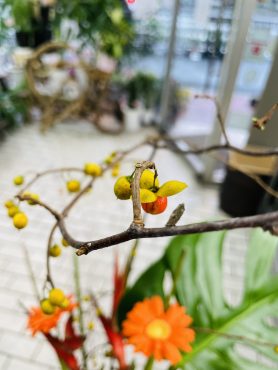 ツルウメモドキ｜「ポピー」　（京都府八幡市の花キューピット加盟店 花屋）のブログ