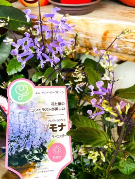 昨日の鉢苗物（11/2.3セール3割引き!!）｜「ポピー」　（京都府八幡市の花キューピット加盟店 花屋）のブログ