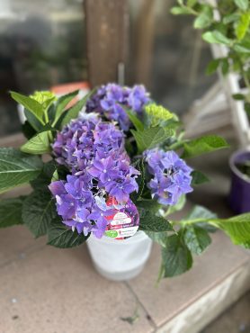 夏の植物たち〇 ◎゜◉。。。｜「フローリスト飾り屋」　（鹿児島県鹿児島市の花キューピット加盟店 花屋）のブログ