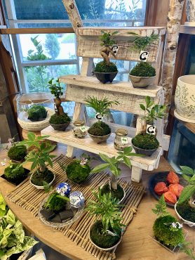 苔玉～まりもちゃんで涼し気に。。。｜「フローリスト飾り屋」　（鹿児島県鹿児島市の花キューピット加盟店 花屋）のブログ