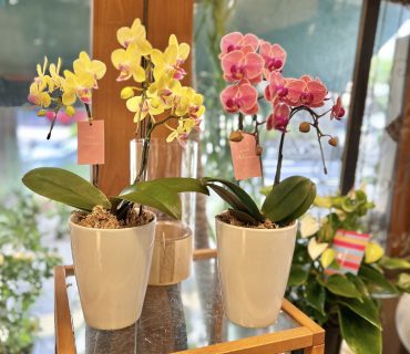 週末には花と共に・・・｜「フローリスト飾り屋」　（鹿児島県鹿児島市の花キューピット加盟店 花屋）のブログ