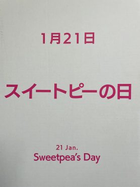 1/21はスイートピーの日（なぜか知ってる？）｜「ポピー」　（京都府八幡市の花キューピット加盟店 花屋）のブログ