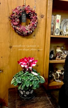 シクラメンの季節ですね・・・｜「フローリスト飾り屋」　（鹿児島県鹿児島市の花キューピット加盟店 花屋）のブログ