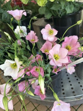 【セシルピンク】という名前のトルコキキョウ｜「いなげ花店」　（山形県上山市の花キューピット加盟店 花屋）のブログ