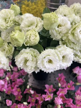 【ボヤージュマスカット】という名前のトルコキキョウ｜「いなげ花店」　（山形県上山市の花キューピット加盟店 花屋）のブログ