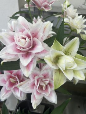 【サマンサ】という名前の八重咲オリエンタルリリー｜「いなげ花店」　（山形県上山市の花キューピット加盟店 花屋）のブログ