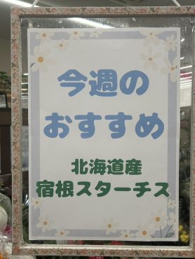 今週のおすすめ　weekly Flower 483｜「いなげ花店」　（山形県上山市の花キューピット加盟店 花屋）のブログ