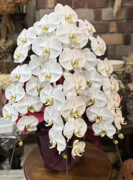 １０周年の御祝の大輪胡蝶蘭｜「パールフローラ」　（愛媛県松山市の花キューピット加盟店 花屋）のブログ