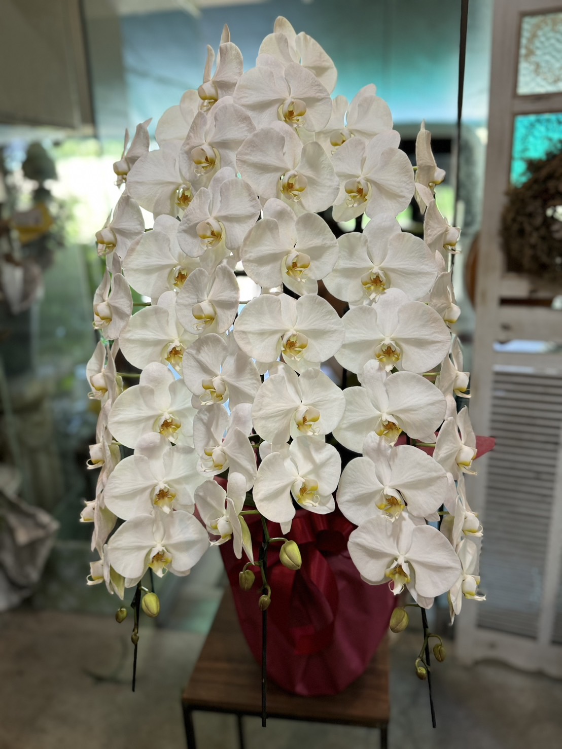社長就任の白大輪３本立ち胡蝶蘭[愛媛松山]｜「パールフローラ」　（愛媛県松山市の花キューピット加盟店 花屋）のブログ