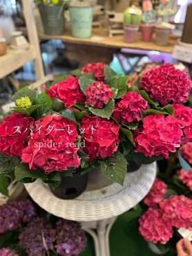 今週も紫陽花入荷しました・・｜「フローリスト飾り屋」　（鹿児島県鹿児島市の花キューピット加盟店 花屋）のブログ
