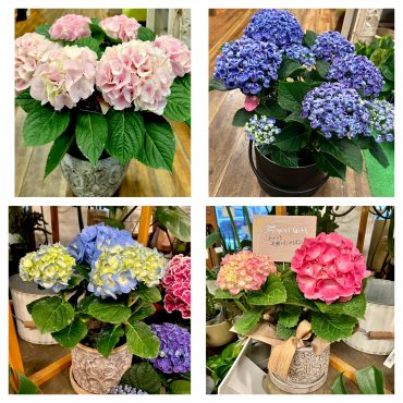 あと1か月で母の日ですよ｜「フローリスト飾り屋」　（鹿児島県鹿児島市の花キューピット加盟店 花屋）のブログ