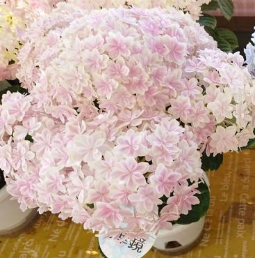 母の日2019　アジサイ万華鏡　限定入荷♪｜「愛花」　（愛媛県松山市の花キューピット加盟店 花屋）のブログ