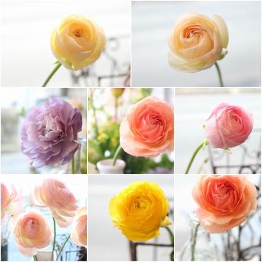 パステルカラーのラナンキュラス♬｜「アライ花店」　（山形県山形市の花キューピット加盟店 花屋）のブログ