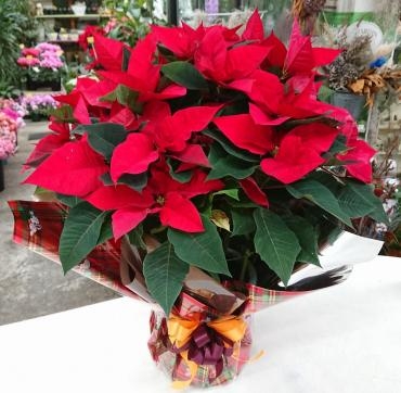 クリスマスディスプレイ♪　ポインセチア★｜「愛花」　（愛媛県松山市の花キューピット加盟店 花屋）のブログ