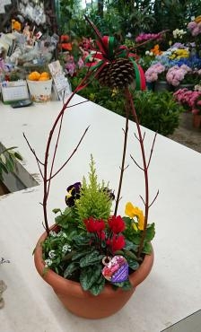 クリスマス寄せ植え教室☆2019｜「愛花」　（愛媛県松山市の花キューピット加盟店 花屋）のブログ
