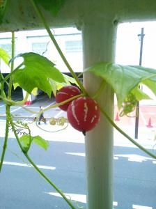 お店のベランダの子。｜「お花の陽光園」　（青森県八戸市の花キューピット加盟店 花屋）のブログ