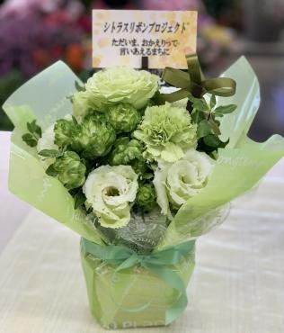 シトラスリボンプロジェクト　#citrusribbonfromehime｜「愛花」　（愛媛県松山市の花キューピット加盟店 花屋）のブログ