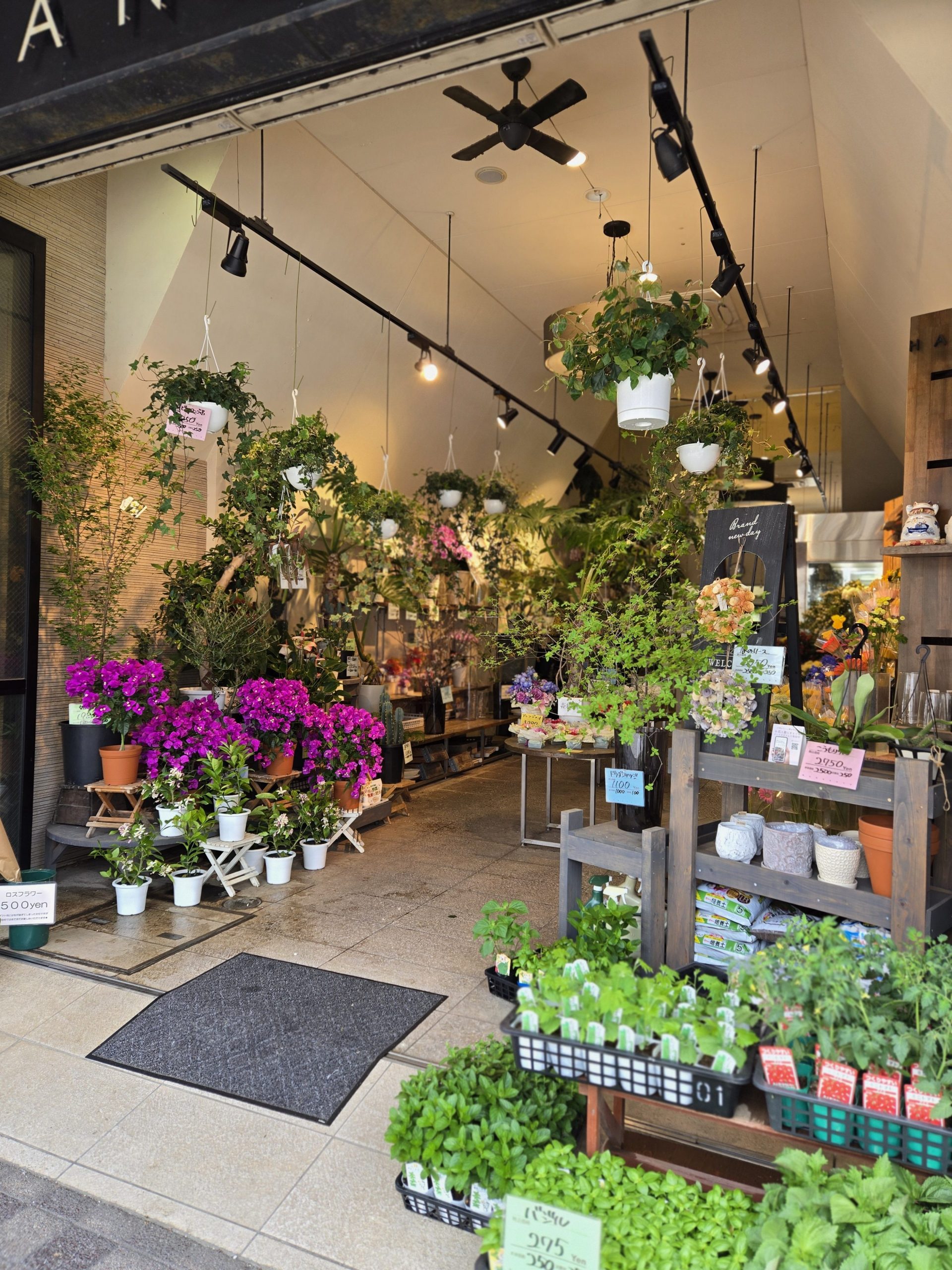 初夏｜「花里」　（神奈川県逗子市の花キューピット加盟店 花屋）のブログ