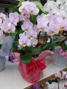 たぶんもう言ってもいいはず。｜「ポピー」　（京都府八幡市の花キューピット加盟店 花屋）のブログ