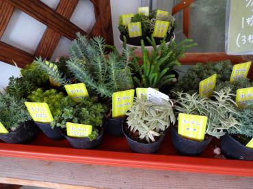 多肉植物の苗が入荷｜「ポピー」　（京都府八幡市の花キューピット加盟店 花屋）のブログ