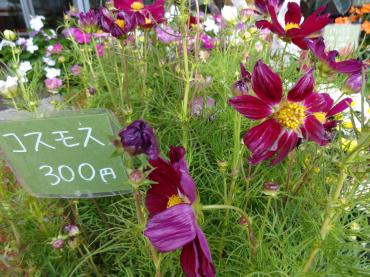 秋だ秋だ｜「ポピー」　（京都府八幡市の花キューピット加盟店 花屋）のブログ