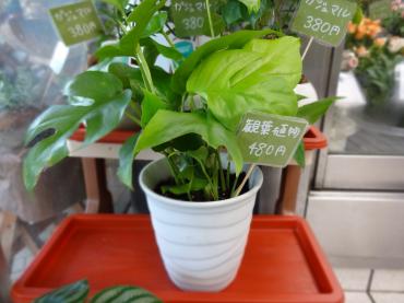 残り夏（観葉植物）｜「ポピー」　（京都府八幡市の花キューピット加盟店 花屋）のブログ
