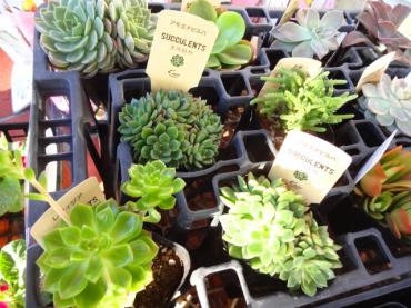 鉢物入荷（多肉植物・セダム・シュガーバイン・パンジーなど）｜「ポピー」　（京都府八幡市の花キューピット加盟店 花屋）のブログ