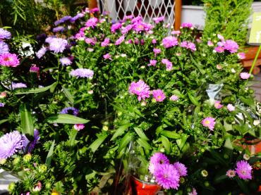 秋の苗物｜「ポピー」　（京都府八幡市の花キューピット加盟店 花屋）のブログ