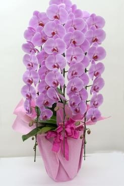 豪華ピンク胡蝶蘭　開店祝いに最適！！　フローラント｜「フローラント」　（静岡県三島市の花キューピット加盟店 花屋）のブログ