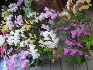 今年のお歳暮は・・・・｜「緑花園」　（徳島県吉野川市の花キューピット加盟店 花屋）のブログ
