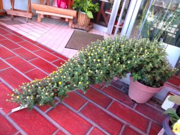 きくとけいとう｜「ポピー」　（京都府八幡市の花キューピット加盟店 花屋）のブログ