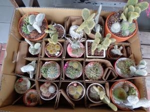 入荷しています｜「緑花園」　（徳島県吉野川市の花キューピット加盟店 花屋）のブログ