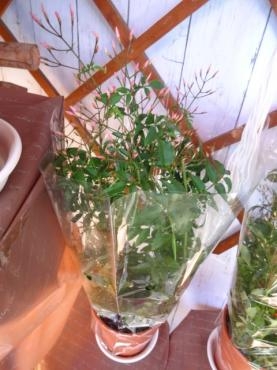 鉢苗物入荷情報（ペチュニア・しだれ桜・ホワイトデー商品達・キンカン他）｜「ポピー」　（京都府八幡市の花キューピット加盟店 花屋）のブログ